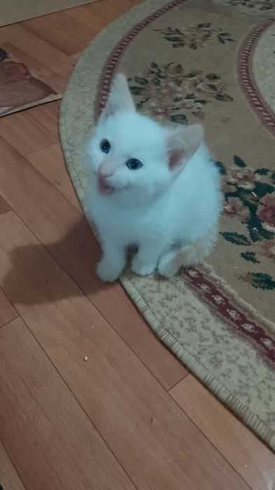 Котенок  в добрые руки