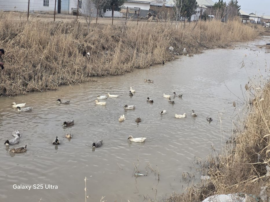 Урдак сотилади эркак ургочи аралаш