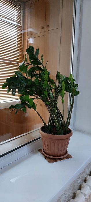 Замиокулькас , денежное дерево,  80см.