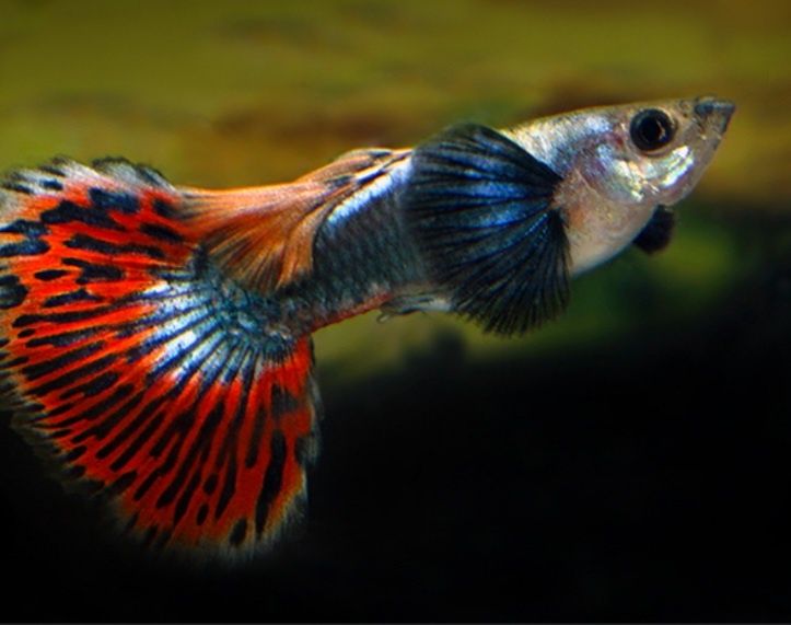 Продаю рыбок гуппи дамбо