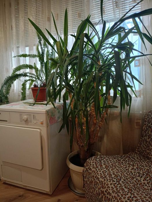 Палма Юка 30 годишна