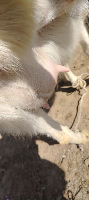 Ешкы сатылады 500мын бары