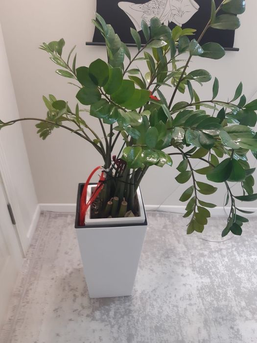 Долларовое дерево