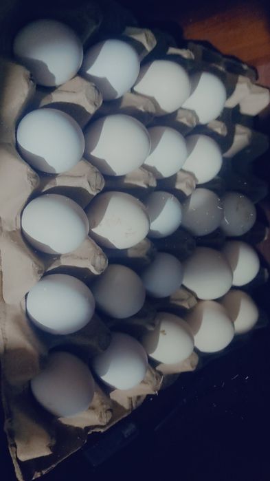 Qayerga boʻlsa ham dastafka qilib beramiz. Yoʻl haqqi sizdan