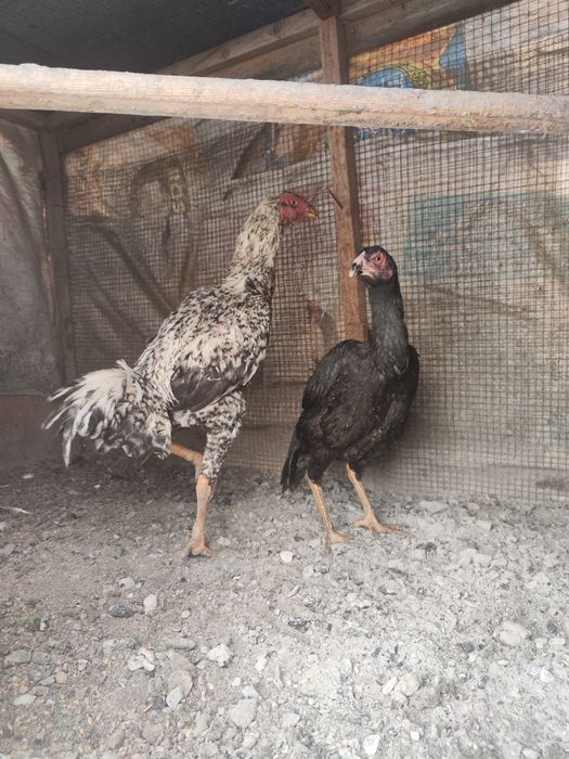 Петух бойцовый джужики