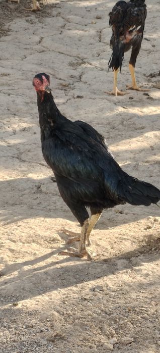 Dakan tovuq sotiladi