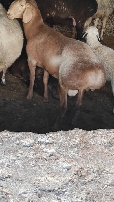 Qochqor sotiladi arashan zotli srochniy sotiladi judayam chiroyli