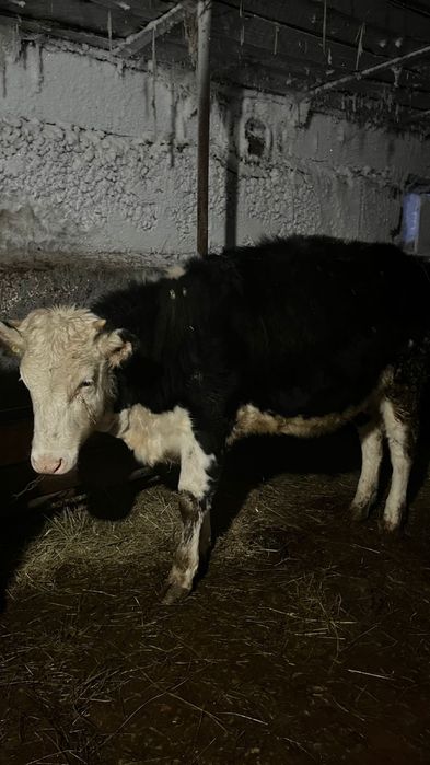 Сиыр,бұзау сатылады