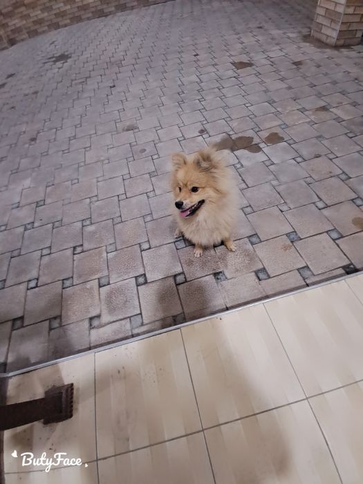 Продаётся Немецкий шпиц