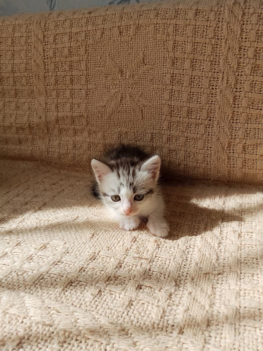 Котята Британцы помесь