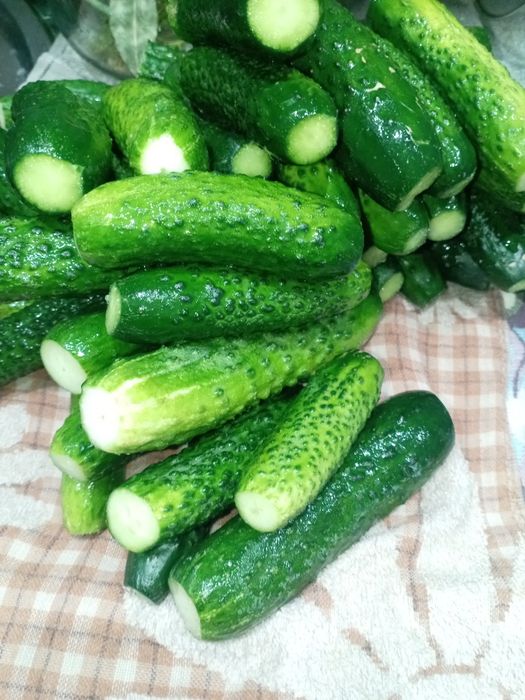 Рассада огурцов в стаканчиках. Доставка.