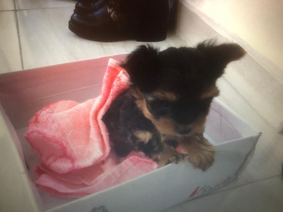 Yorkshire terrier mini toy