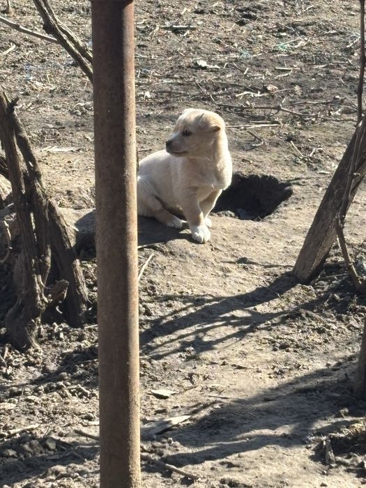 Catelus donatie foarte prietenos