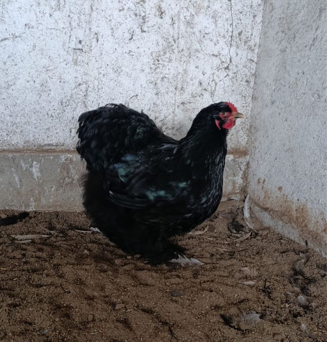 Cochinchina bobat și negru