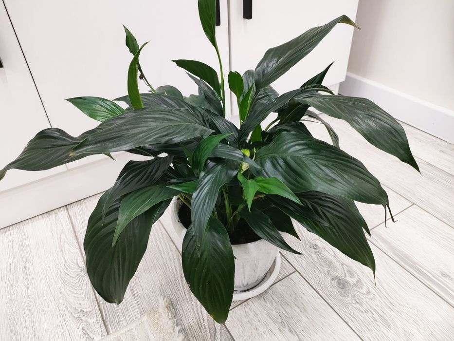 Домашние растения, доставка