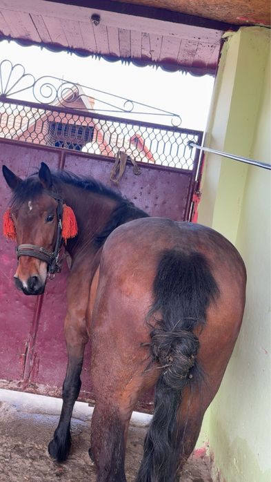 Vand mânză de 3 anii invățată la ham