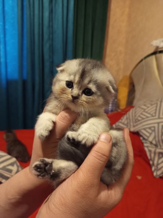Продаётся котёнок скотиш фолд серебристый шиншилла