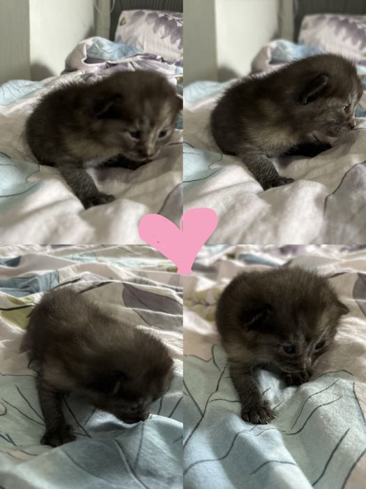 бронь чудесных котят