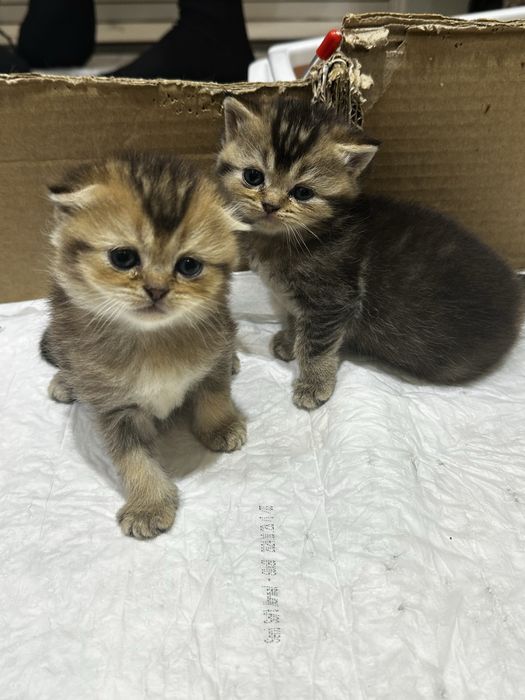 Mushukni yalagan qizlar