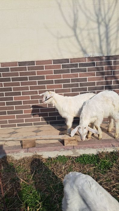 Продам козы молоко