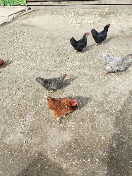 Ouă bio la preț acceptabil