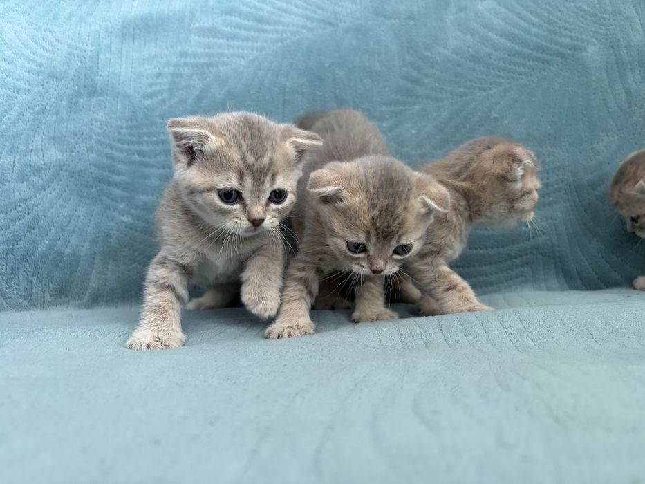 Шотланские котята