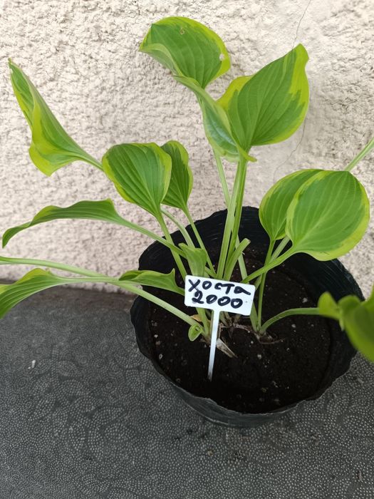 Продам хосты кусты