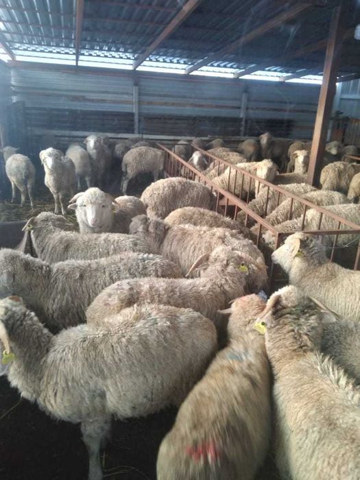 Продам баранов тохты