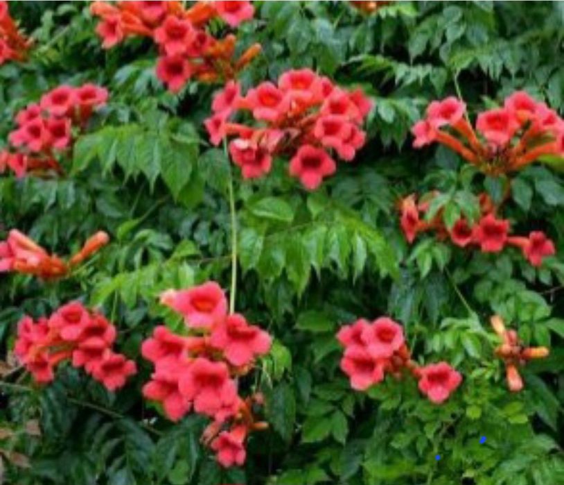 Цветы      Цветы