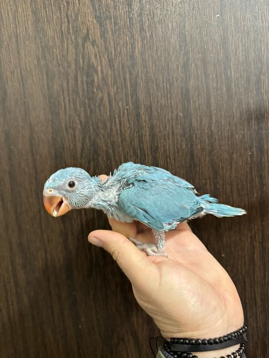 Papagali vorbitori micul alexandru pui 2025 alexander