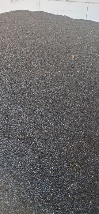 Vând floarea soarelui