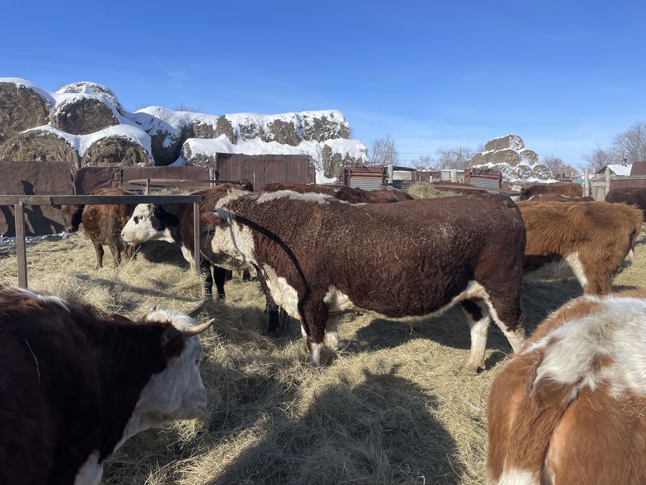 Бык производитель