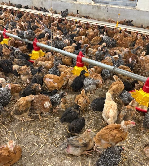 Pui zburati(alb de carne,rosu si porumbac)