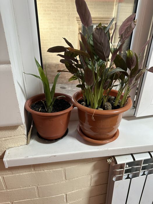 Цветы комнатные