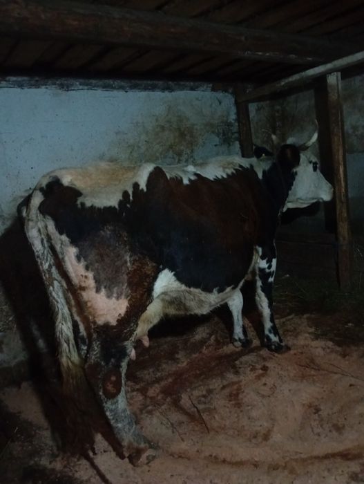 vând vacă gestantă