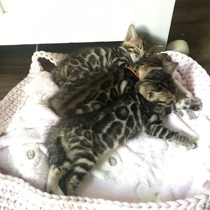 Продам бенгальских котят