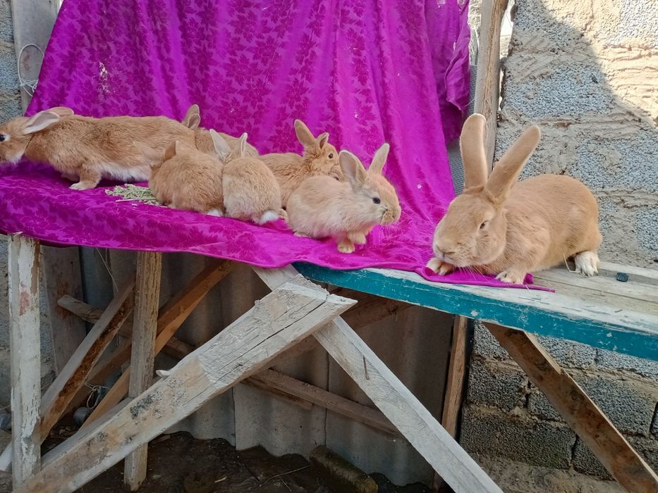 Quyon bolalar sotiladi burgund