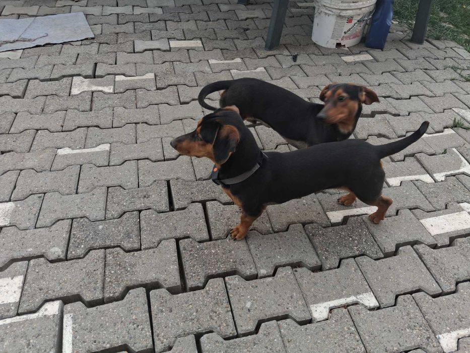 Tekel băieți/frați