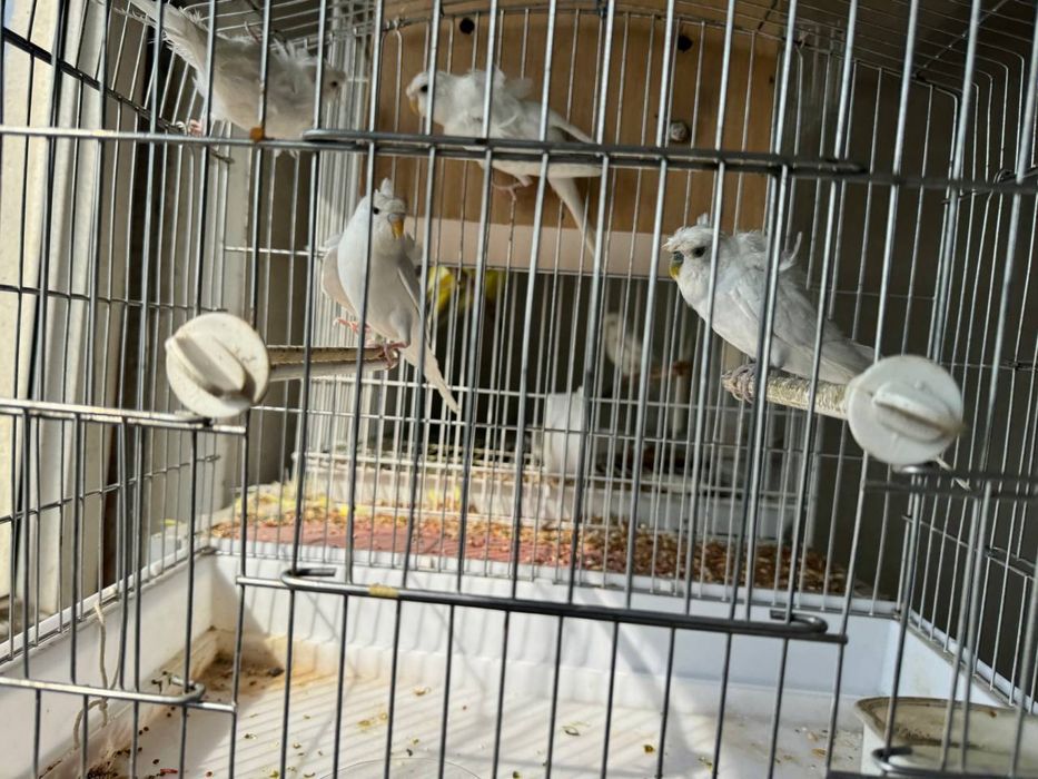 Бабочка  попугайла сотилади