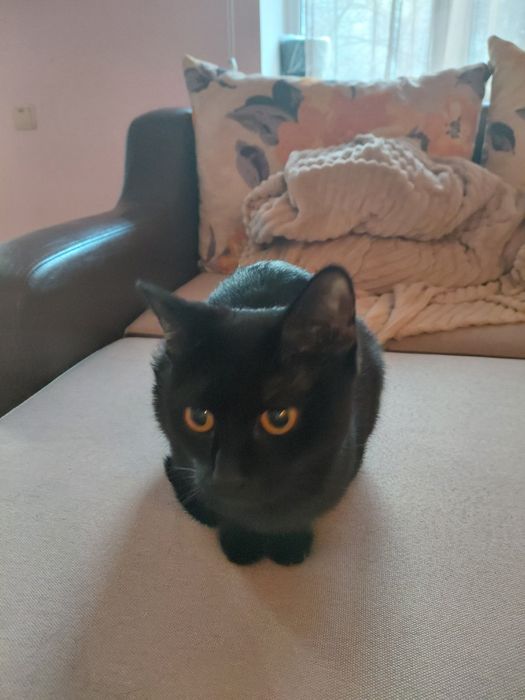 Отдам в добрые руки.