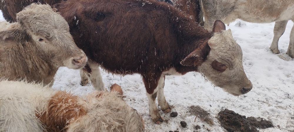 Баспақтар, қашарлар