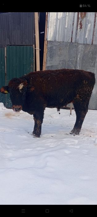 Продам бычка бык