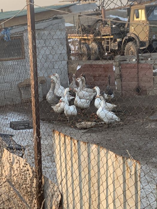 продам гусей 1 кг 4 тысч можно на ногах остальное по вацапу