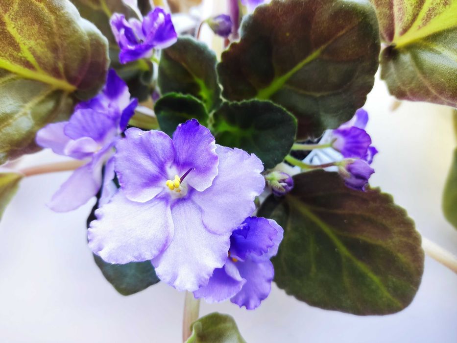 Продам цветок Фиалка
