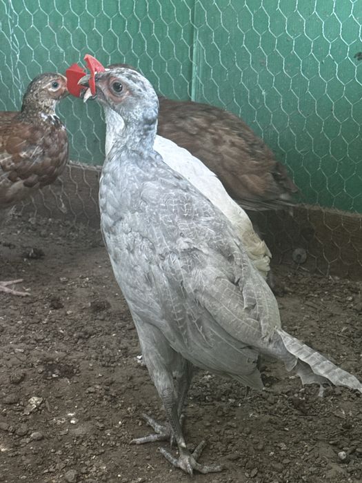 Fazani comuni ciocolatii/ rosii/ gri/albi
