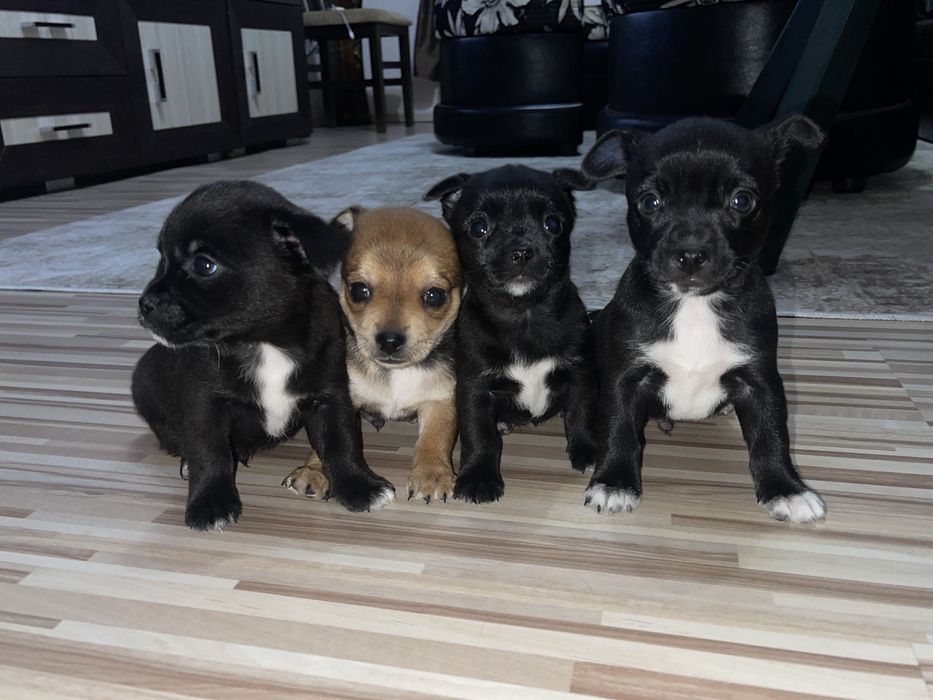 Мини чихупинчери чихуахуа пинчер