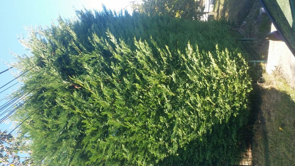Tuia - Cel mai frumos gard viu Leylandii (leilandi) Chiparos