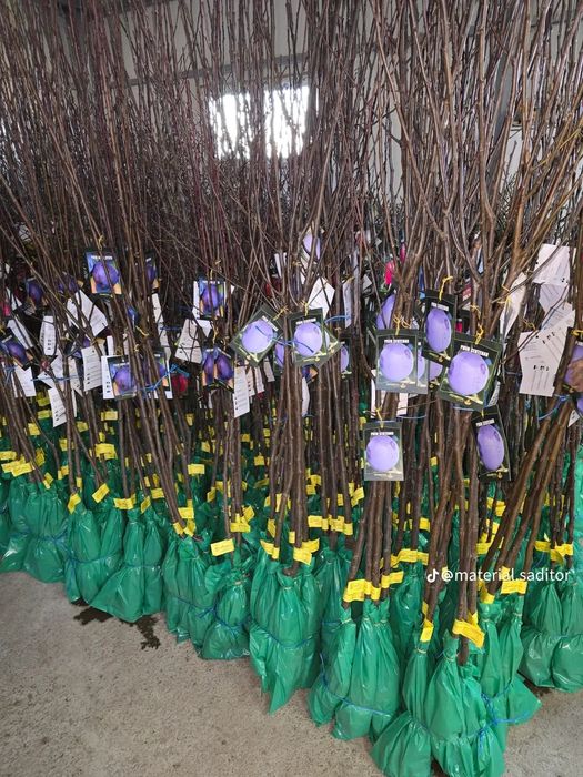 Pomii Fructiferi Altoiți Clasici și Columnari anul 3 de vegetație