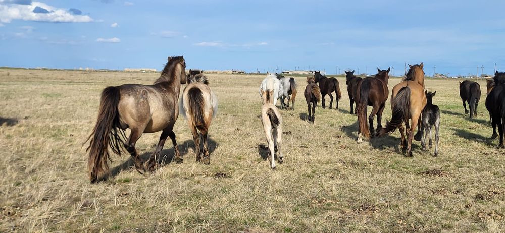 Продам оптом лошадей