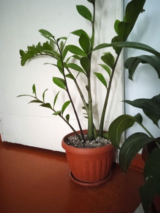 Светы продаётца за 12000тг